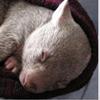 wombat2010