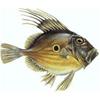 JohnDory62