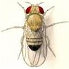 DrosophilaMelano