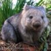 SexyWombat59