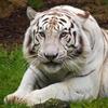 WhiteSnowTiger